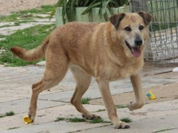 Bild 4: Alice, Tierschutzhund aus Spanien
