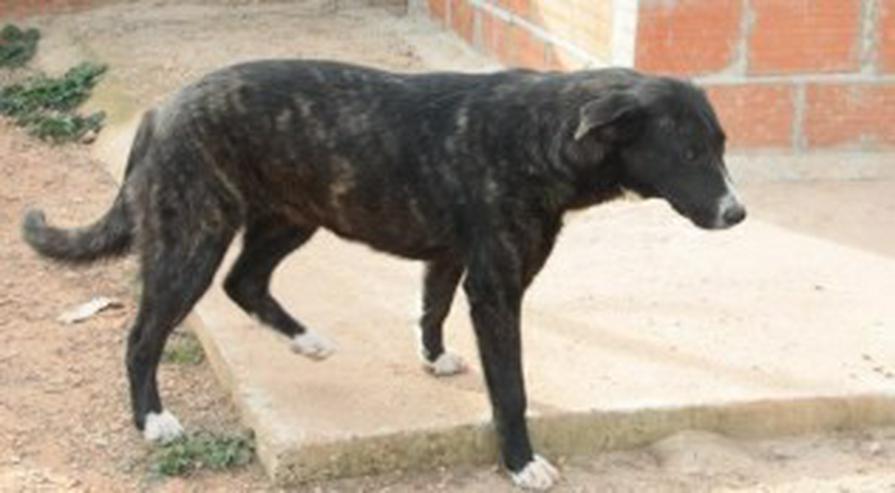 Bild 2: Evelyn, Tierschutzhund aus Spanien