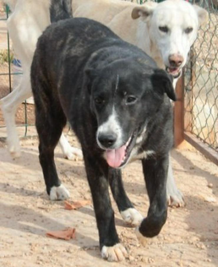Bild 3: Evelyn, Tierschutzhund aus Spanien