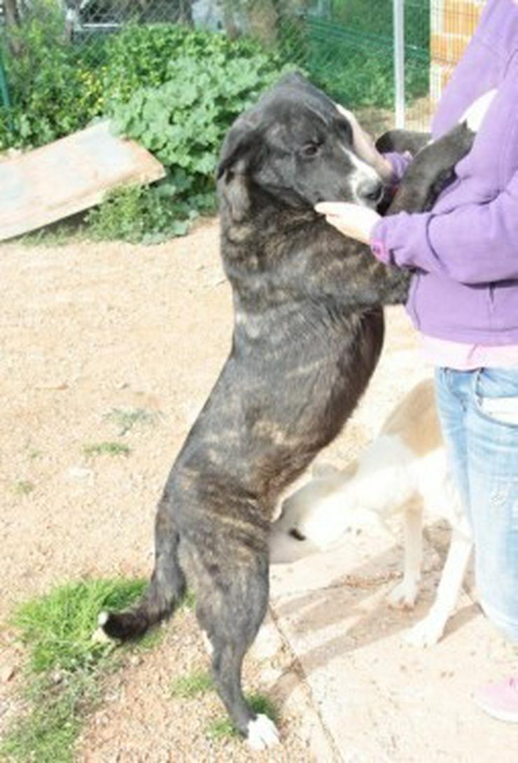 Bild 4: Evelyn, Tierschutzhund aus Spanien