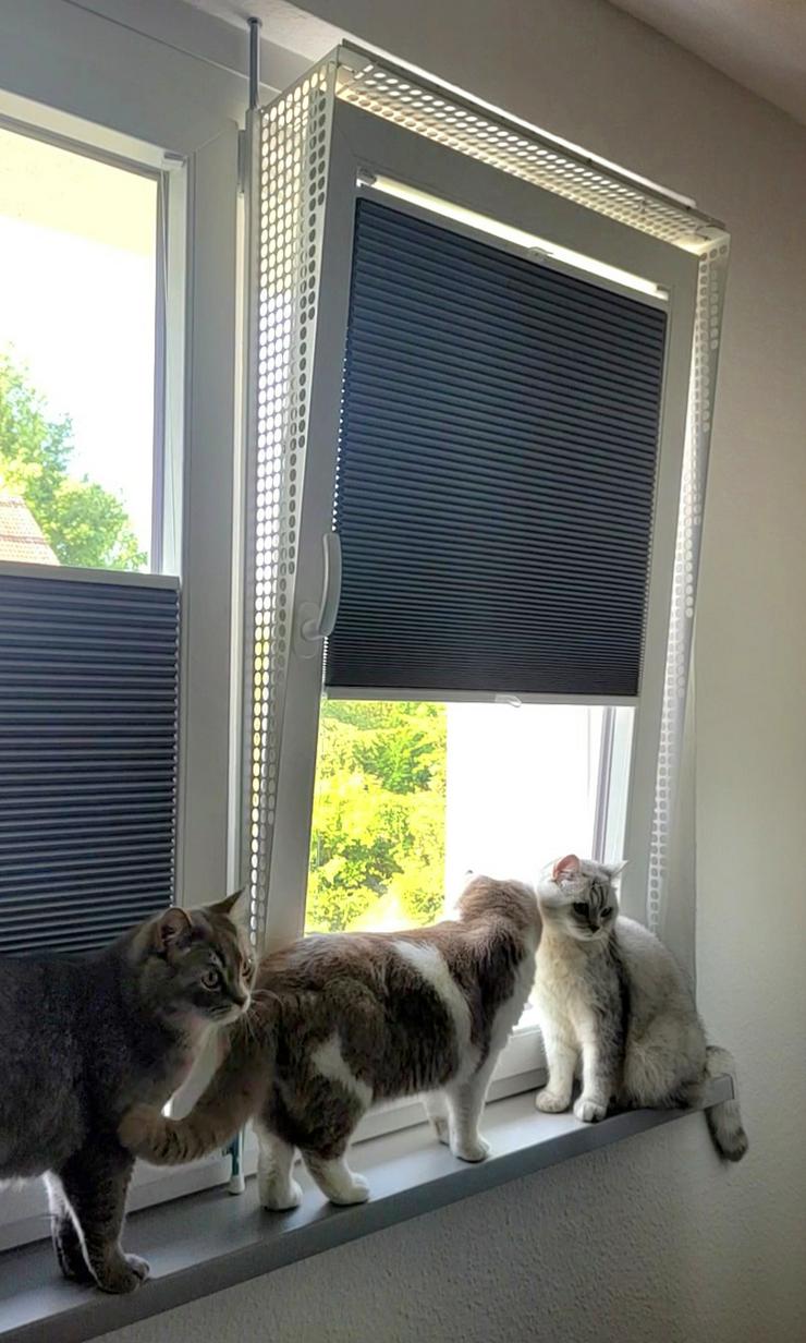 Bild 13: Kippfensterschutz für Katzen, Katzensicherung, OHNE BOHREN OHNE KLEBEN, SYSTEM4