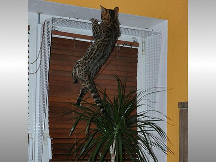 Bild 3: Kippfensterschutz für Katzen, Katzensicherung, OHNE BOHREN OHNE KLEBEN, SYSTEM4
