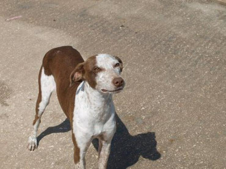 Julieta, Tierschutzhund aus Spanien - Mischlingshunde - Bild 2