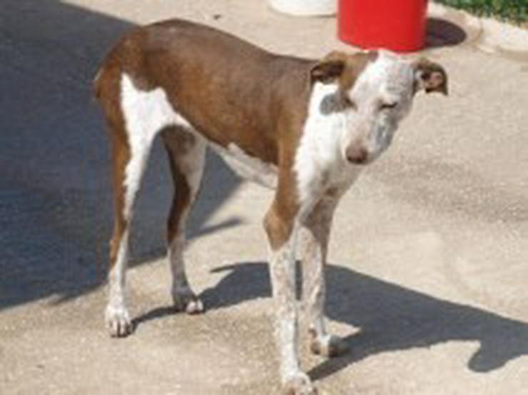 Bild 4: Julieta, Tierschutzhund aus Spanien