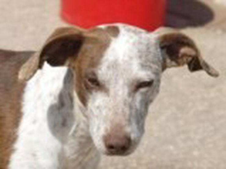 Julieta, Tierschutzhund aus Spanien