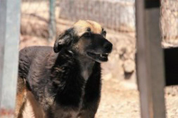 Bild 5: Dunia, Tierschutzhund aus Spanien