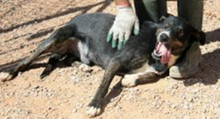 Bild 2: Leon, Tierschutzhund aus Spanien