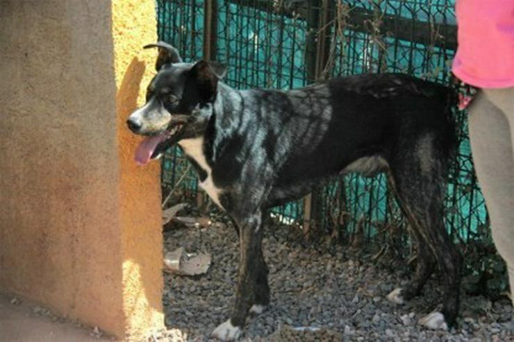 Bild 3: Leon, Tierschutzhund aus Spanien