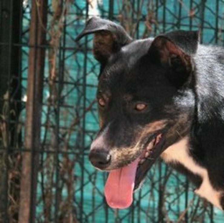 Leon, Tierschutzhund aus Spanien
