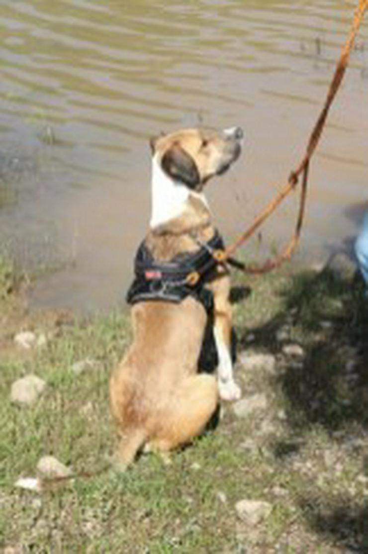 Rambo, Tierschutzhund aus Spanien - Mischlingshunde - Bild 2