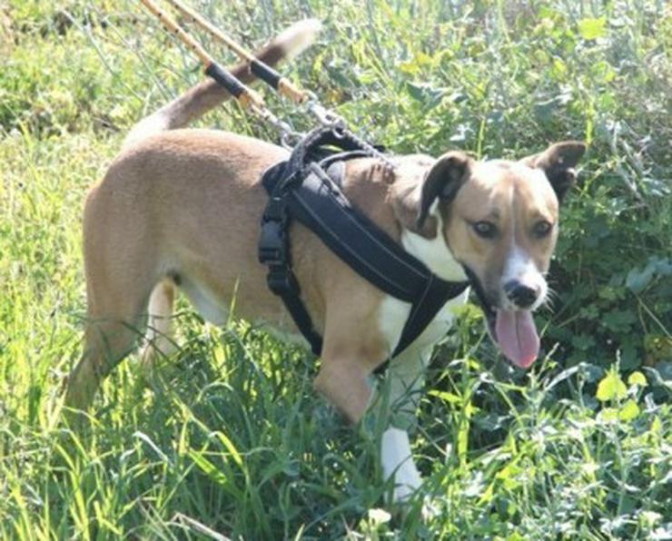 Rambo, Tierschutzhund aus Spanien - Mischlingshunde - Bild 4