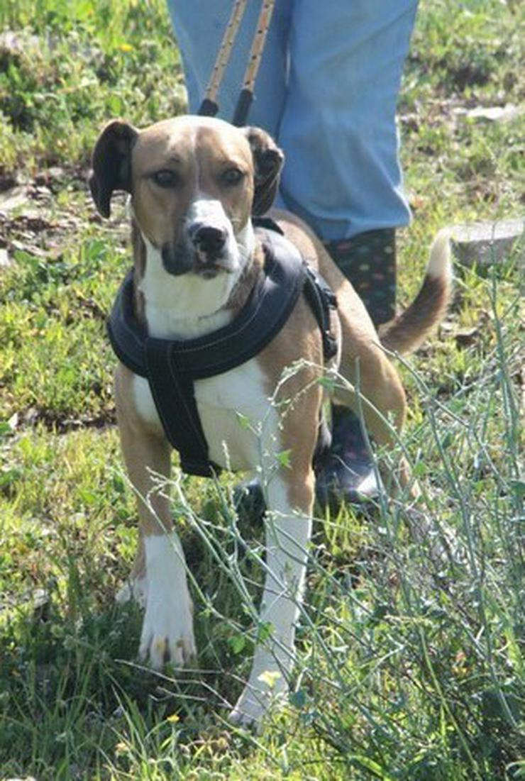 Bild 5: Rambo, Tierschutzhund aus Spanien