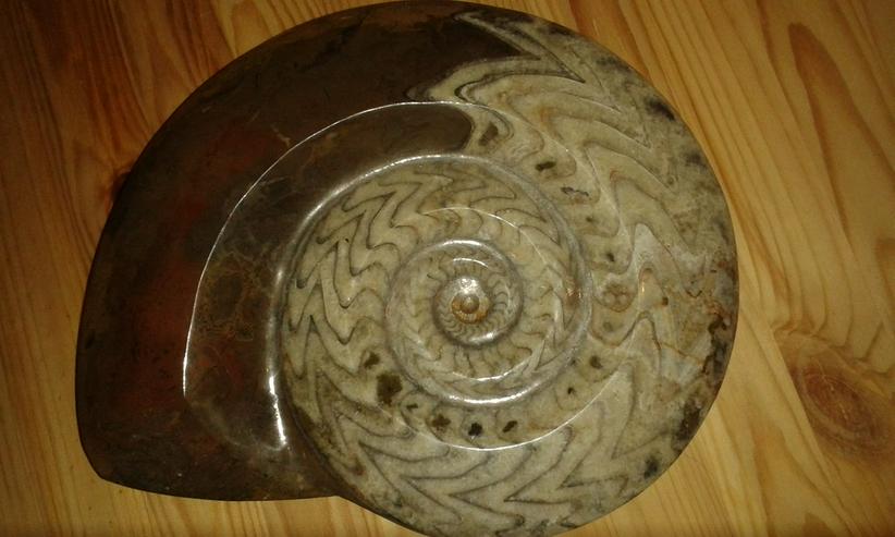 Schöner großer Ammonit 26 cm
