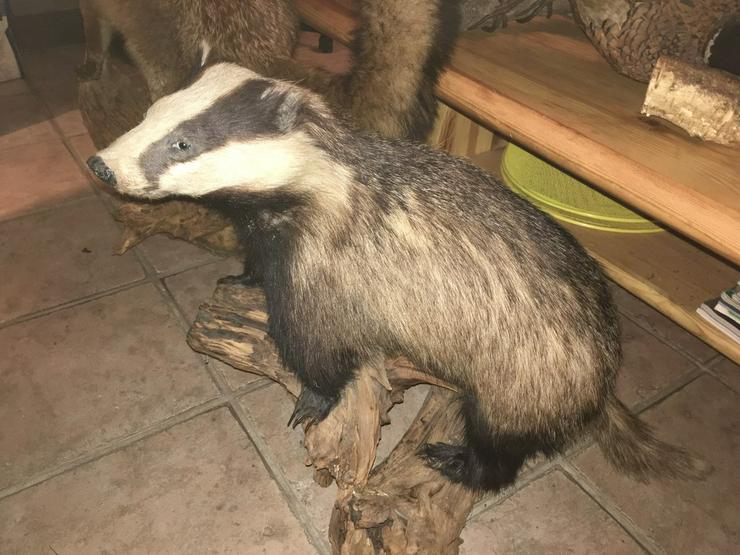 Dachs, Fuchs, Frettchen Präparat aus Erbschaft - Figuren - Bild 1
