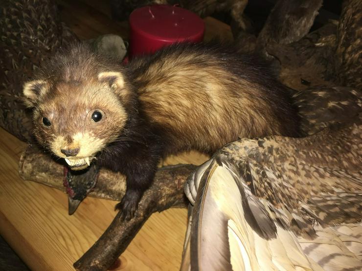 Bild 3: Dachs, Fuchs, Frettchen Präparat aus Erbschaft