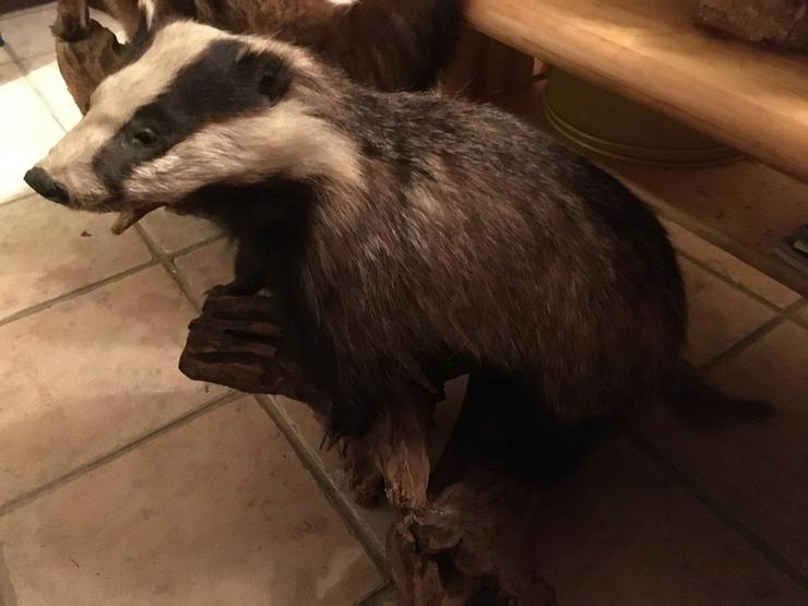 Bild 5: Dachs, Fuchs, Frettchen Präparat aus Erbschaft