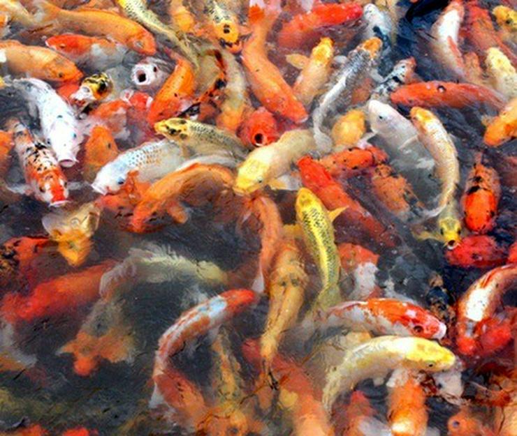 Bild 4: Versand von Fischen bundesweit // Fördefisch