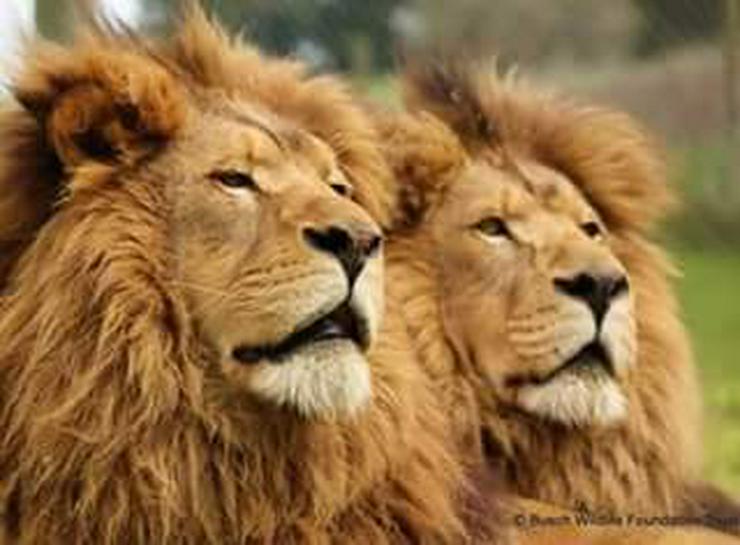 Bild 10: Safari Kenia Tansania? Safari Führer angeboten