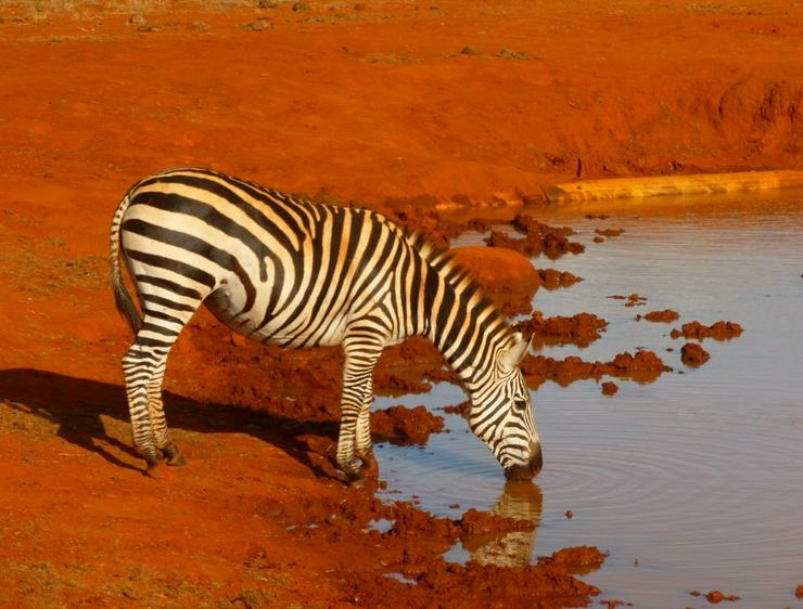 Bild 12: Safari Kenia Tansania? Safari Führer angeboten