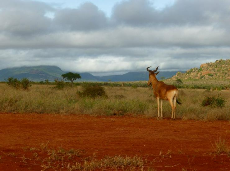 Bild 13: Safari Kenia Tansania? Safari Führer angeboten