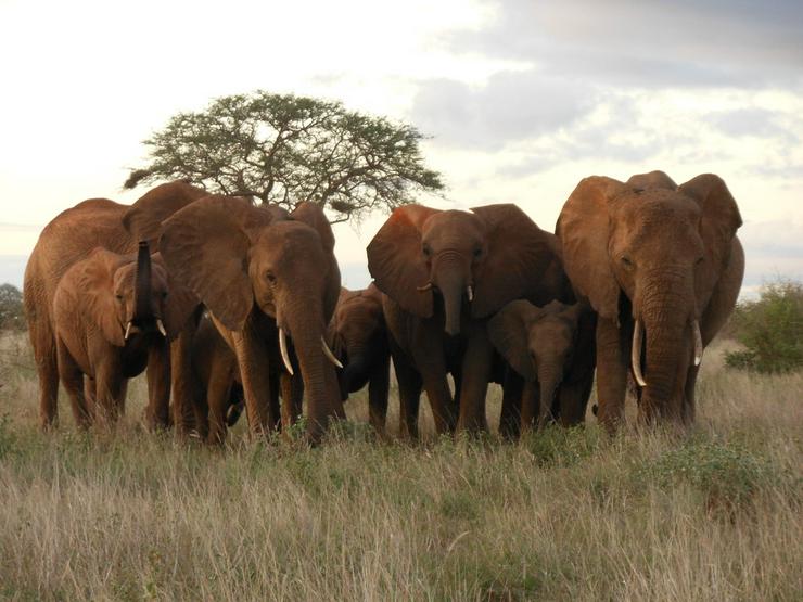 Bild 14: Safari Kenia Tansania? Safari Führer angeboten