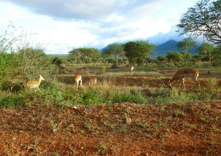 Bild 16: Safari Kenia Tansania? Safari Führer angeboten