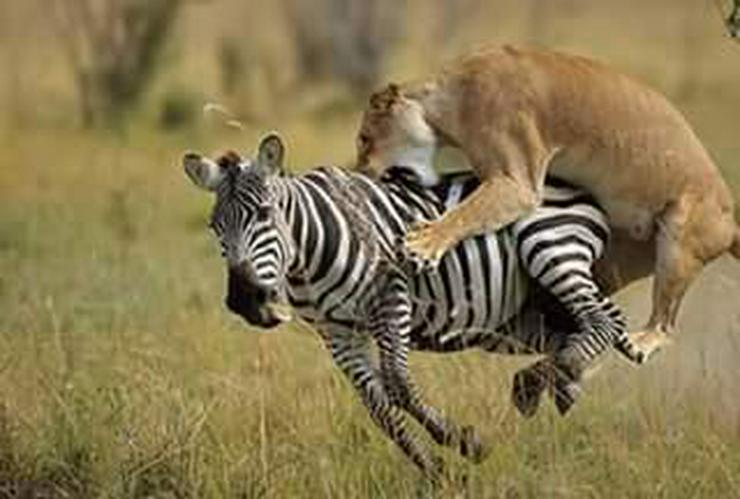 Bild 6: Safari Kenia Tansania? Safari Führer angeboten
