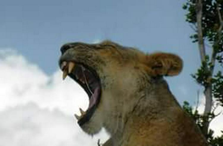 Bild 7: Safari Kenia Tansania? Safari Führer angeboten