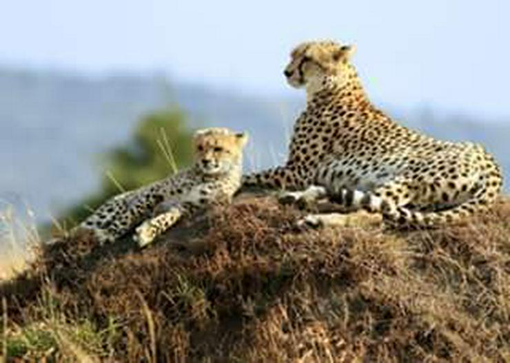 Bild 9: Safari Kenia Tansania? Safari Führer angeboten