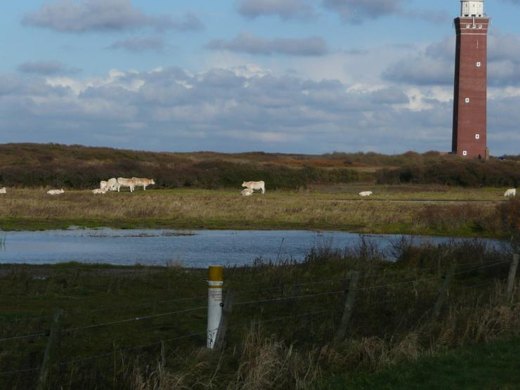 Bild 14: Ferienhaus in Renesse zu vermieten