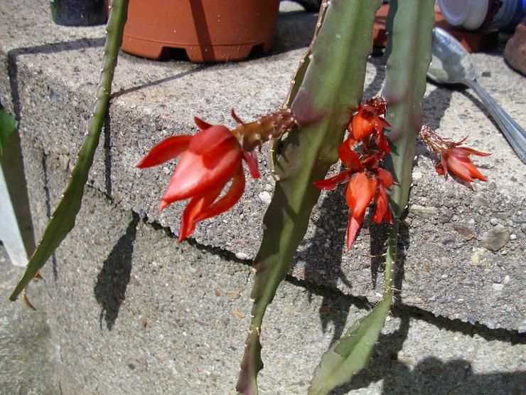 Disocactus ackermannii, Rot-blühend - Pflanzen - Bild 2