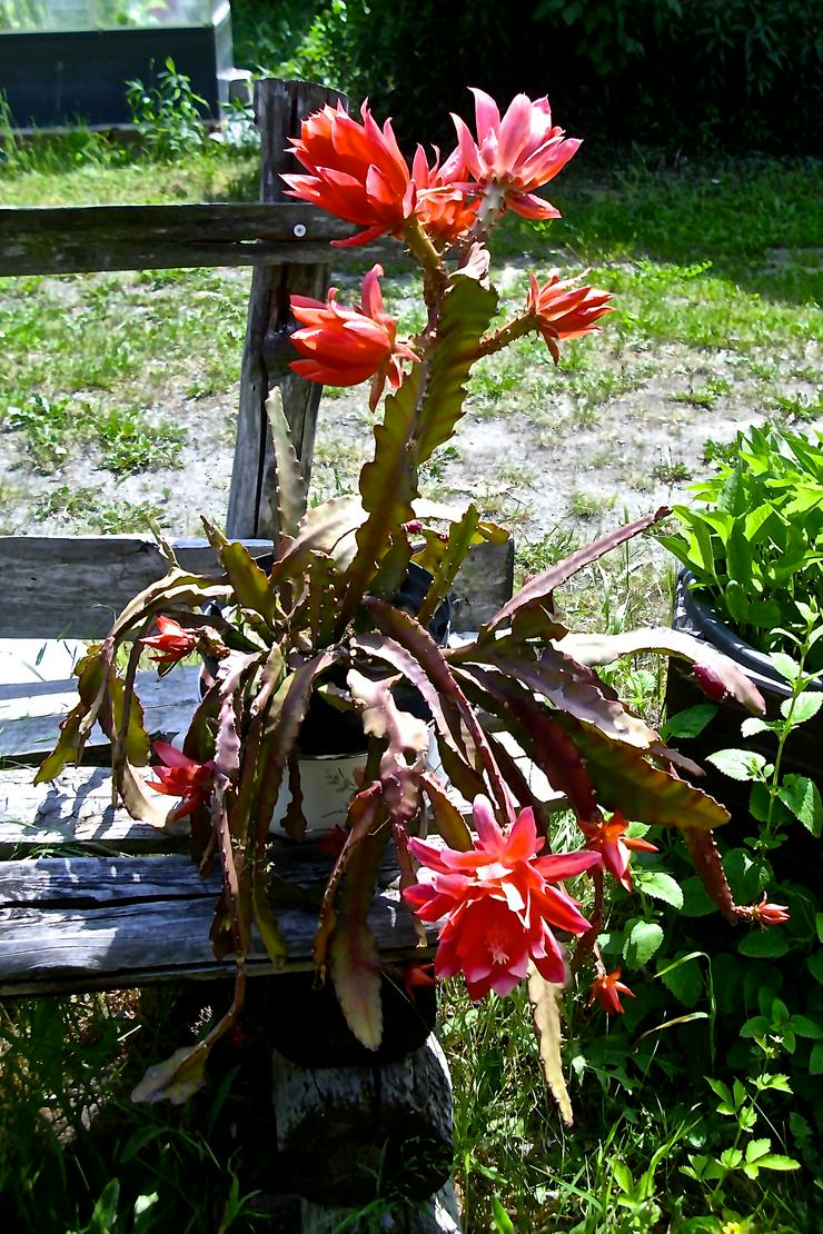 Bild 3: Disocactus ackermannii, Rot-blühend