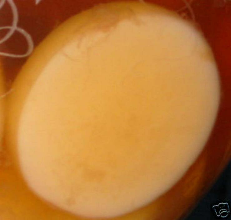 Bild 2: Kombucha - 100 gramm frischer Pilz