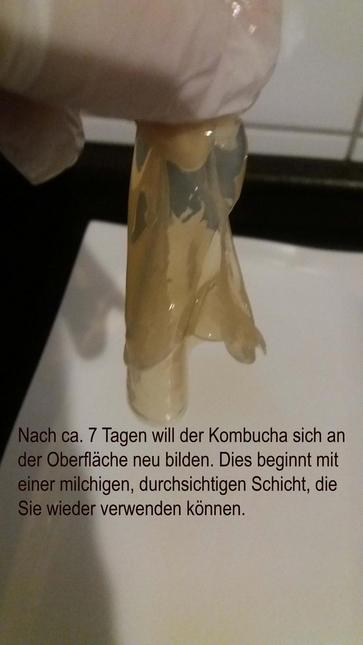 Bild 12: Kombucha - 100 gramm frischer Pilz