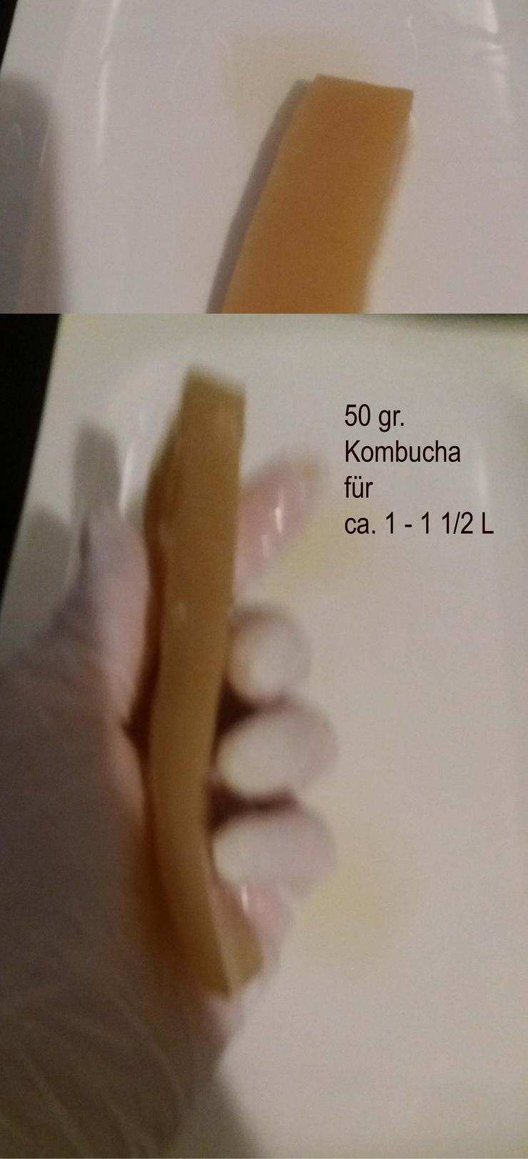 Bild 4: Kombucha - 100 gramm frischer Pilz