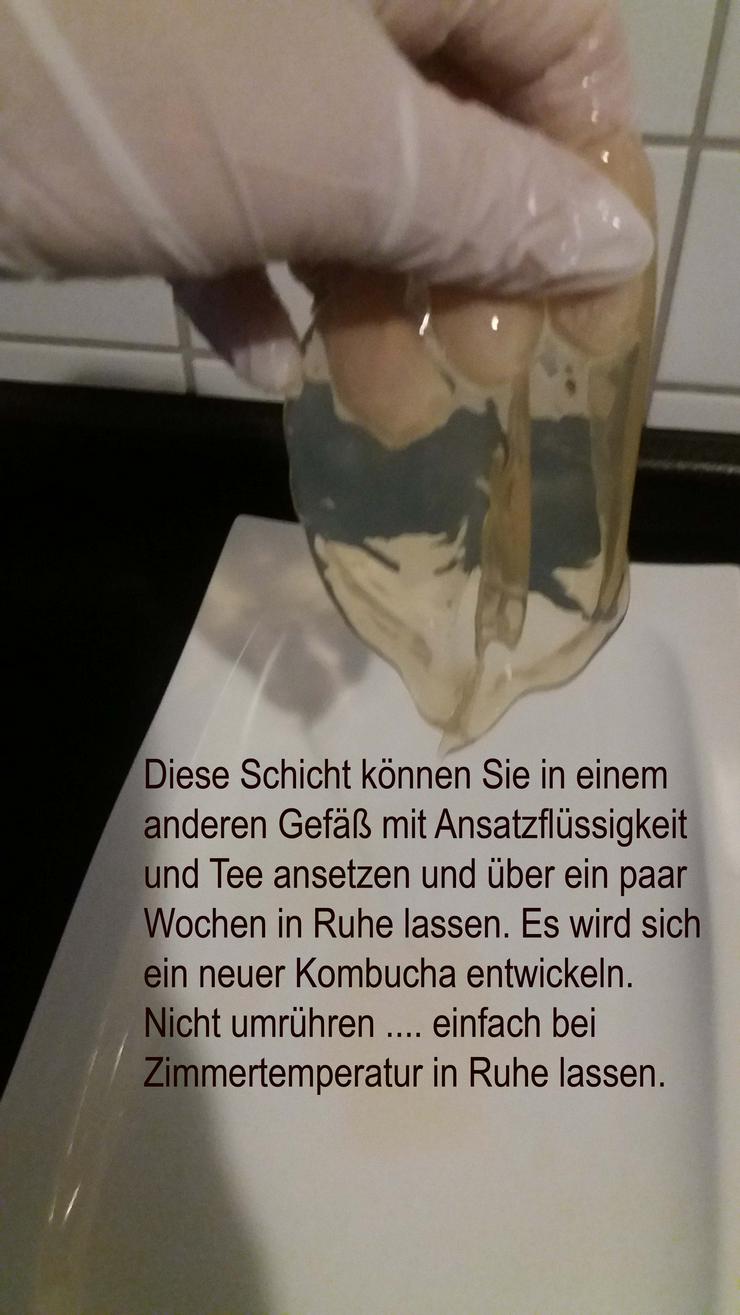 Kombucha - 100 gramm frischer Pilz - Früchte, Gemüse & Pilze - Bild 13