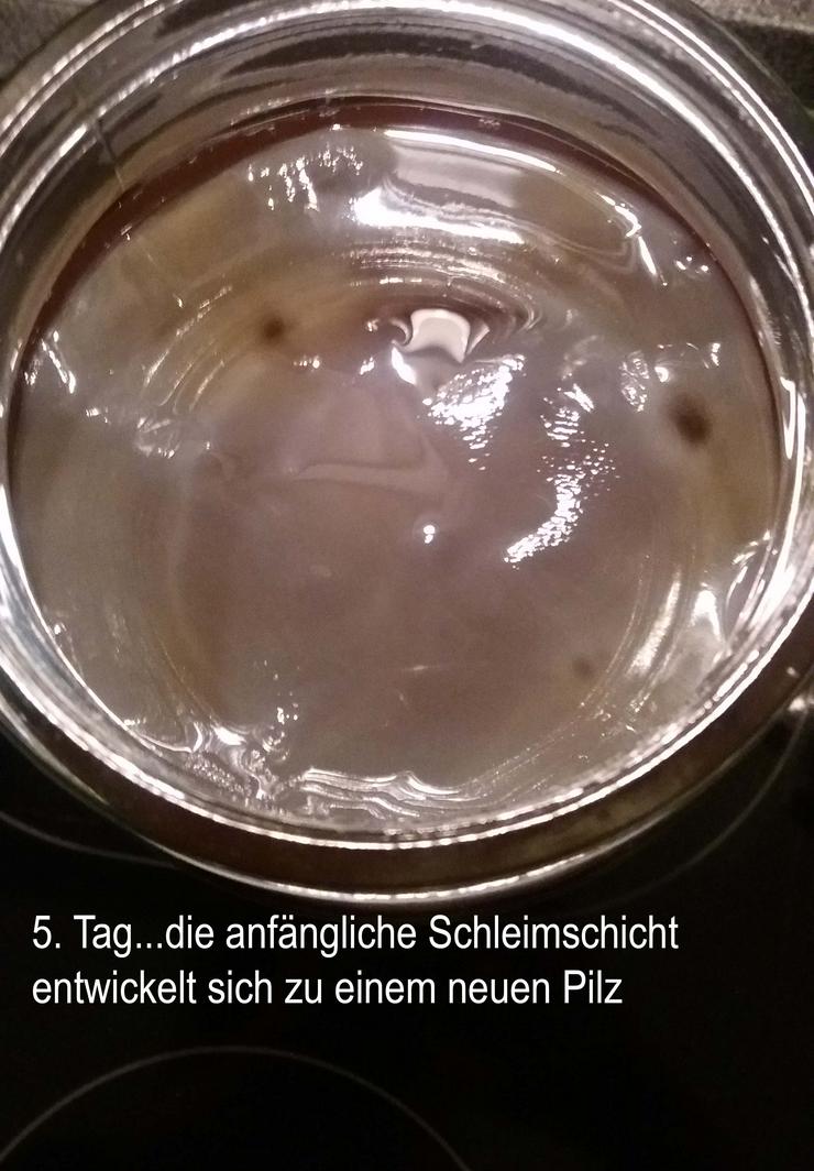 Bild 10: Kombucha - 100 gramm frischer Pilz