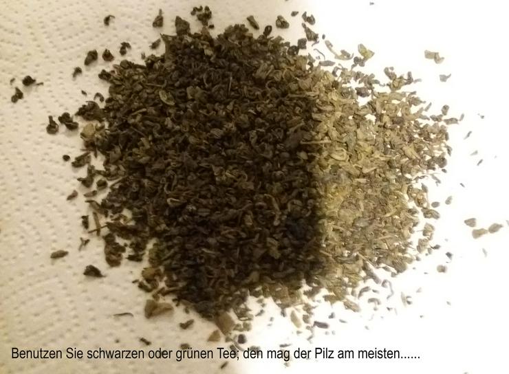 Bild 15: Kombucha - 100 gramm frischer Pilz