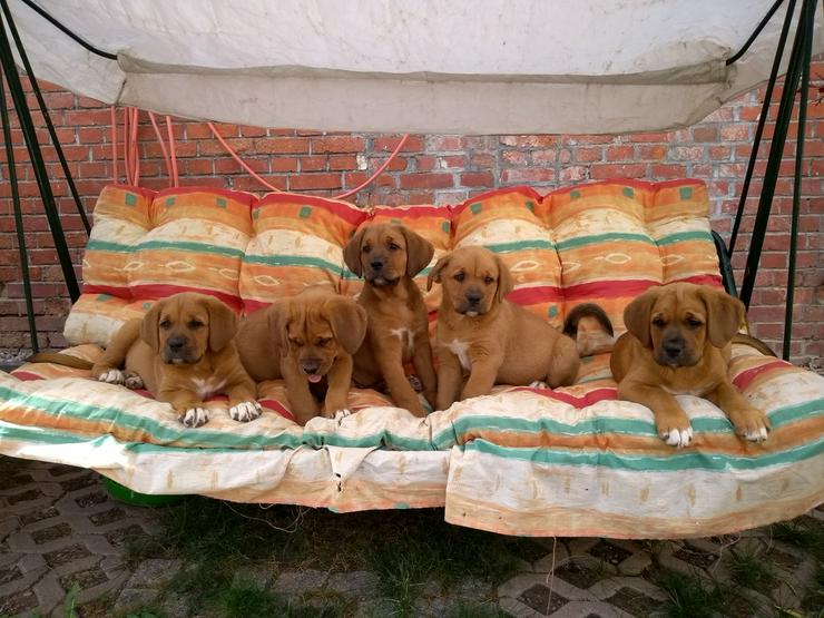 Süße Welpen können ab Juli abgegeben werden - Mischlingshunde - Bild 3
