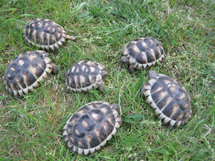 Breitrandschildkröten 3 Jahre alt