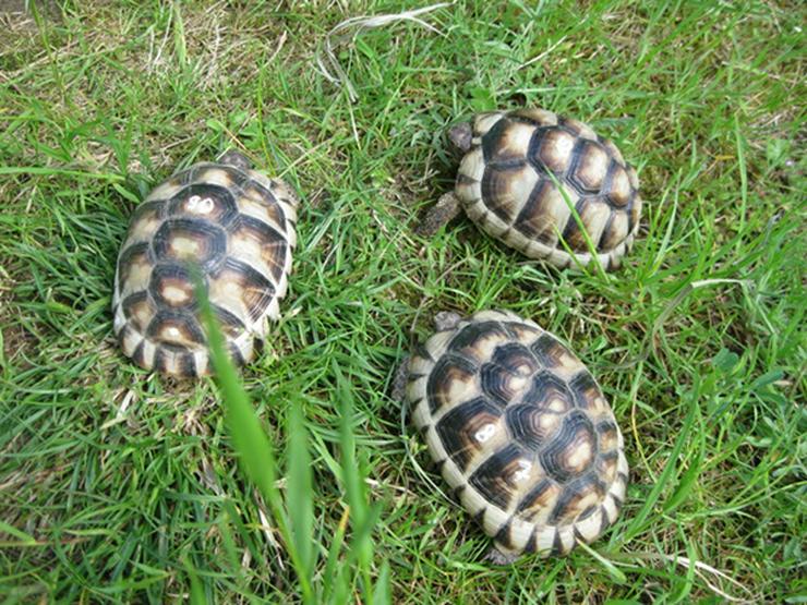 Breitrandschildkröten 4 Jahre alt