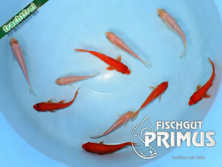 Schöner Koi-Mix Rot-Weiß - Größe 10-15 cm - Fische - Bild 1
