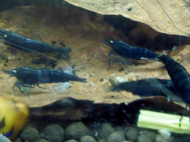 Garnelen Blaue Tigergarnelen - Deep Blue - Krebstiere - Bild 2