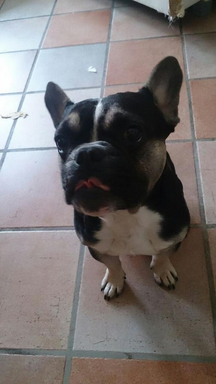 Hübscher French Bully Rüde sucht Zuhause - Rassehunde - Bild 2