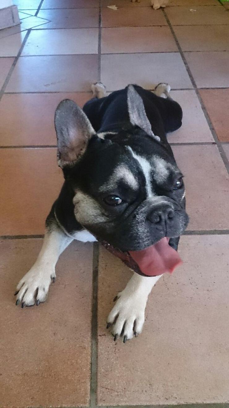 Hübscher French Bully Rüde sucht Zuhause - Rassehunde - Bild 4