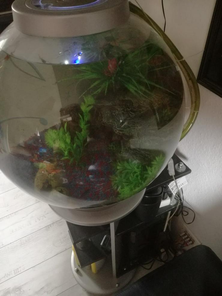 Aqarium Kugel, Gestell, Pumpe, Fische u.Zubehör - Aquarien - Bild 9