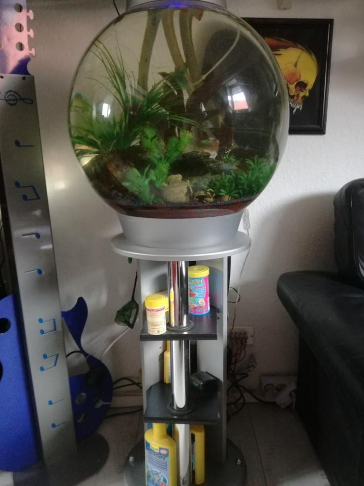 Aqarium Kugel, Gestell, Pumpe, Fische u.Zubehör - Aquarien - Bild 10