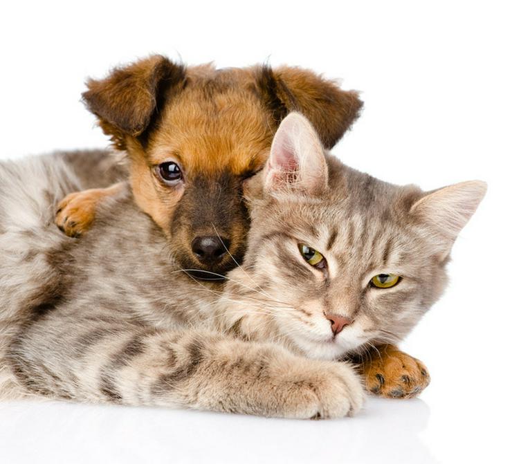 Stellenangebot für Tierärztin/Tierarzt - Tierärzte - Bild 4