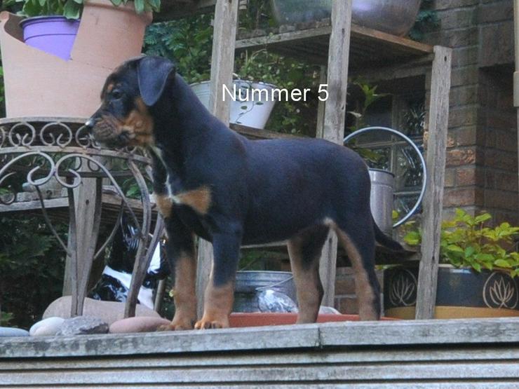 New English Bulldog x Vizsla Mix ? kerngesund - Mischlingshunde - Bild 1