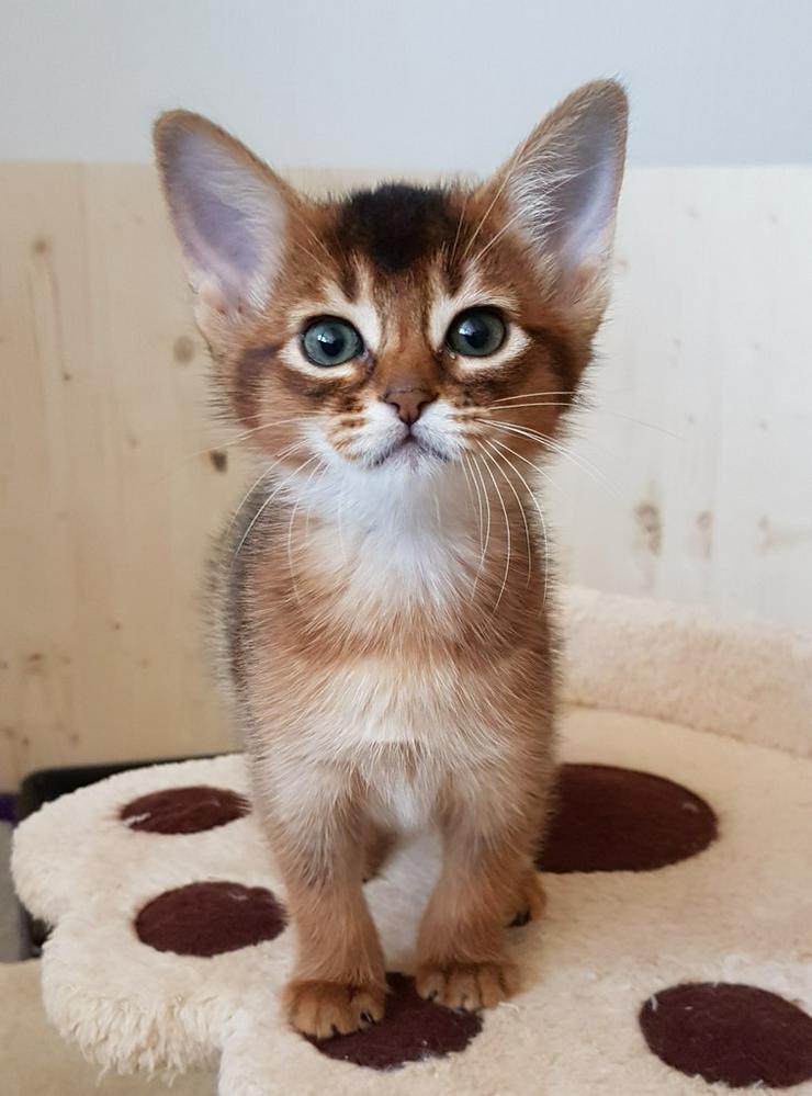 Eine kleine Somali Katze in kurzem Fell! - Rassekatzen - Bild 2